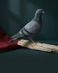 Birds & Pigeons
